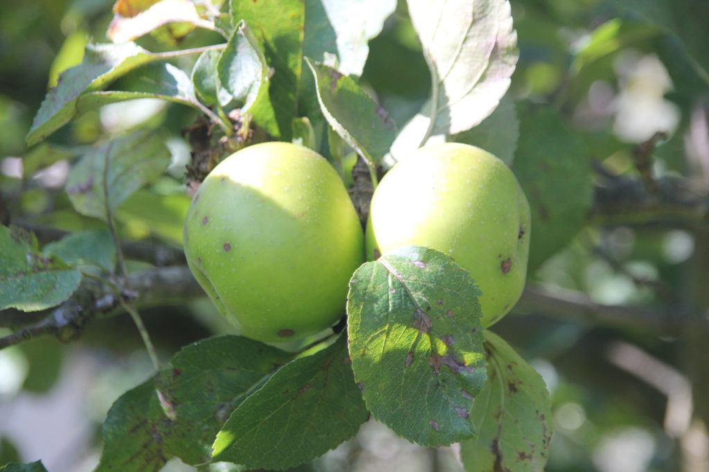 Bramley apples in the cottage garden