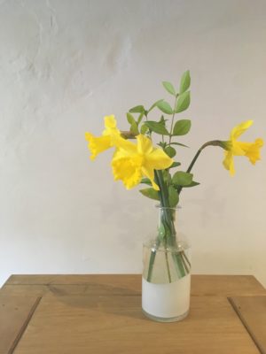 Welsh daffodils