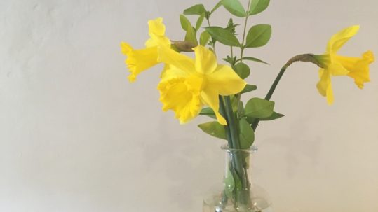 Welsh daffodils